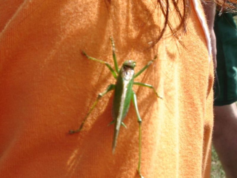 Tierischer Schultergast